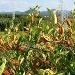 A Colorful Journey in a Tiny Kitchen