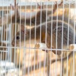 Emergency Wildlife Removal in Shohola — Fast, Safe Help