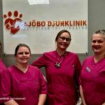 Omskör avliva katt i Ystad på ett medkännande sätt