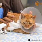 Dö av ett varmt farväl för din hund i Ystad