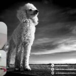 Veterinaria en León, Guanajuato – Atención para tu mascota