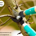 Preserving Our Canopy: A Local Tale of Care and Craft