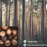 Protect Your Property and Garden with Reliable placerville tree services