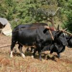 Bhutan Highlights Tour: Discover the Kingdom’s Iconic Sights