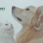 Shop Renalunterstützung für Hunde UK – natürlich gut pflegen