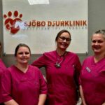 Hund tandvård i Veberöd – Sjobodjurklinikens Experter
