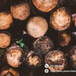 A Guardian of Green Canopies in Town