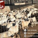 High-quality shipments of Kenya goat meat export to Oman