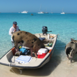 Swim With Pigs in Exuma: A Unforgettable Bahamian Experience