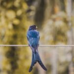 Kaytee Comfort Wheel | Yopet.co.uk