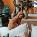 Octopus Sprinkler Toy – Buy Online UK | Yopet.co.uk