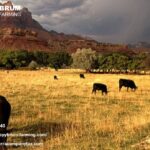 Farm Tax Professional in Santa Barbara: Expert Agricultural Tax Help