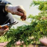 A Quiet Garden Transformation in the Southwest