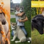 Mit Tieren sprechen lernen: Harmonie mit Haustieren verstehen