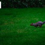 Weeding Services in Bristol | Tidy Gardeners Bristol