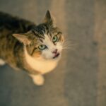 Training Kibble Drop IQ Toy: Mental Stimulation for Pets