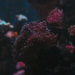 Step by Step Red Sea Trip Planning Guide for a Seamless Cruise