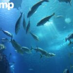 Collagen Peptide Manufacturers: EU-Certified, Halal, Sustainable Marine Peptides