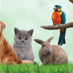 Vet Center Qatar: Expert Pet Care for Your Furry Friends