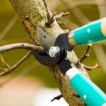 Safe, Efficient Tree Removal Elk Grove | Expert Local Service