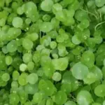Semi Aquatic Plants for Sale – vibrant, easy-to-care options