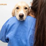 Avliva katt i Simrishamn med omtanke | Sjobodjurklinik.se