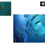 Trusted Fish Collagen Supplier for Skin, Joint & Wellbeing