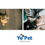 Yo Pet: Your Local North East Pet Shop for All Creatures
