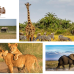 Kenya Safari Companies: Bespoke, Responsible, Luxury Adventures