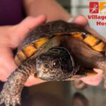 Village Animal Hospital – Compassionate Care for Your Pet