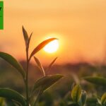 Electric Forklift for Sale — Efficient, Quiet & Durable Lifting Solutions