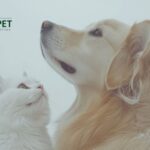 Urinary & Kidney Dog Food: Support for Your Dog’s Health