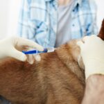 Pet Euthanasia Near Me — Compassionate in-Home Care