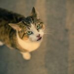 Kaytee Comfort Wheel: Safe, Gentle Exercise for Small Pets